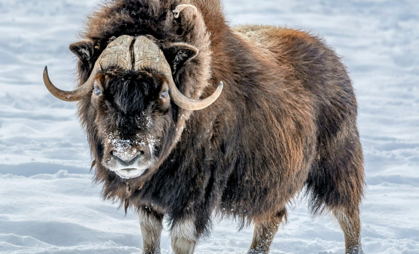 Arctic grazers secretly shape plant growth and survival