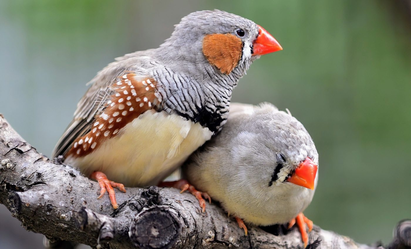 Stress is contagious, and this also applies to animals