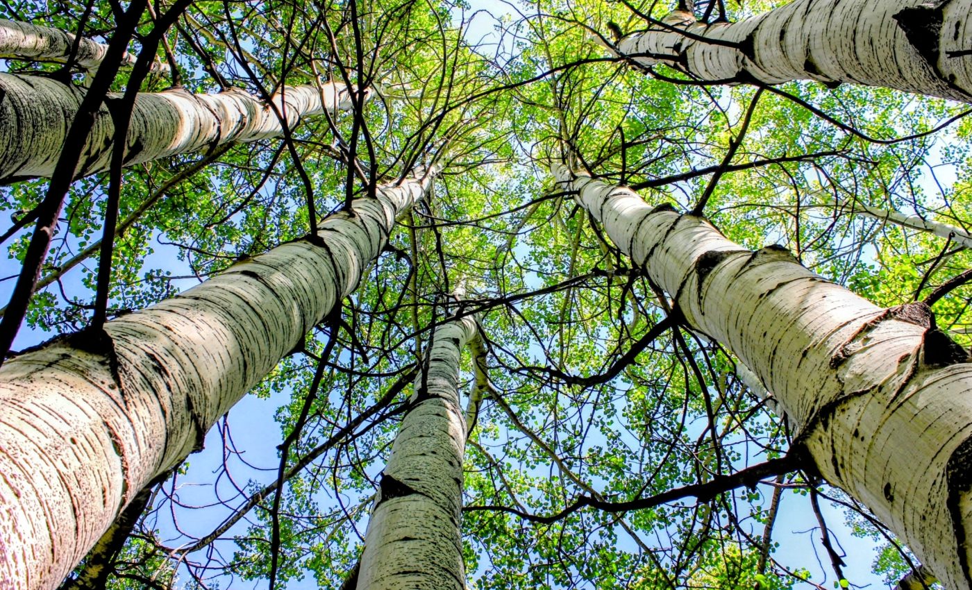 The world's largest living organism consists of 47,000 trees