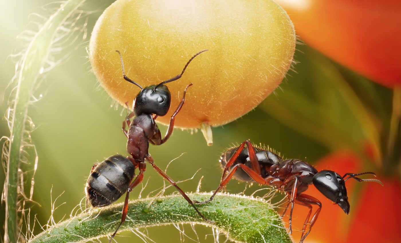 Ants create chemical trails to guide their friends to food
