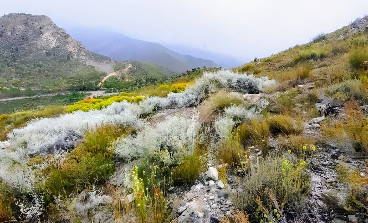 DNA technology will accelerate the pace of plant species discovery