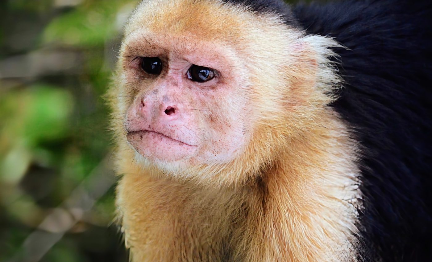 Animals, possibly even insects, have emotions