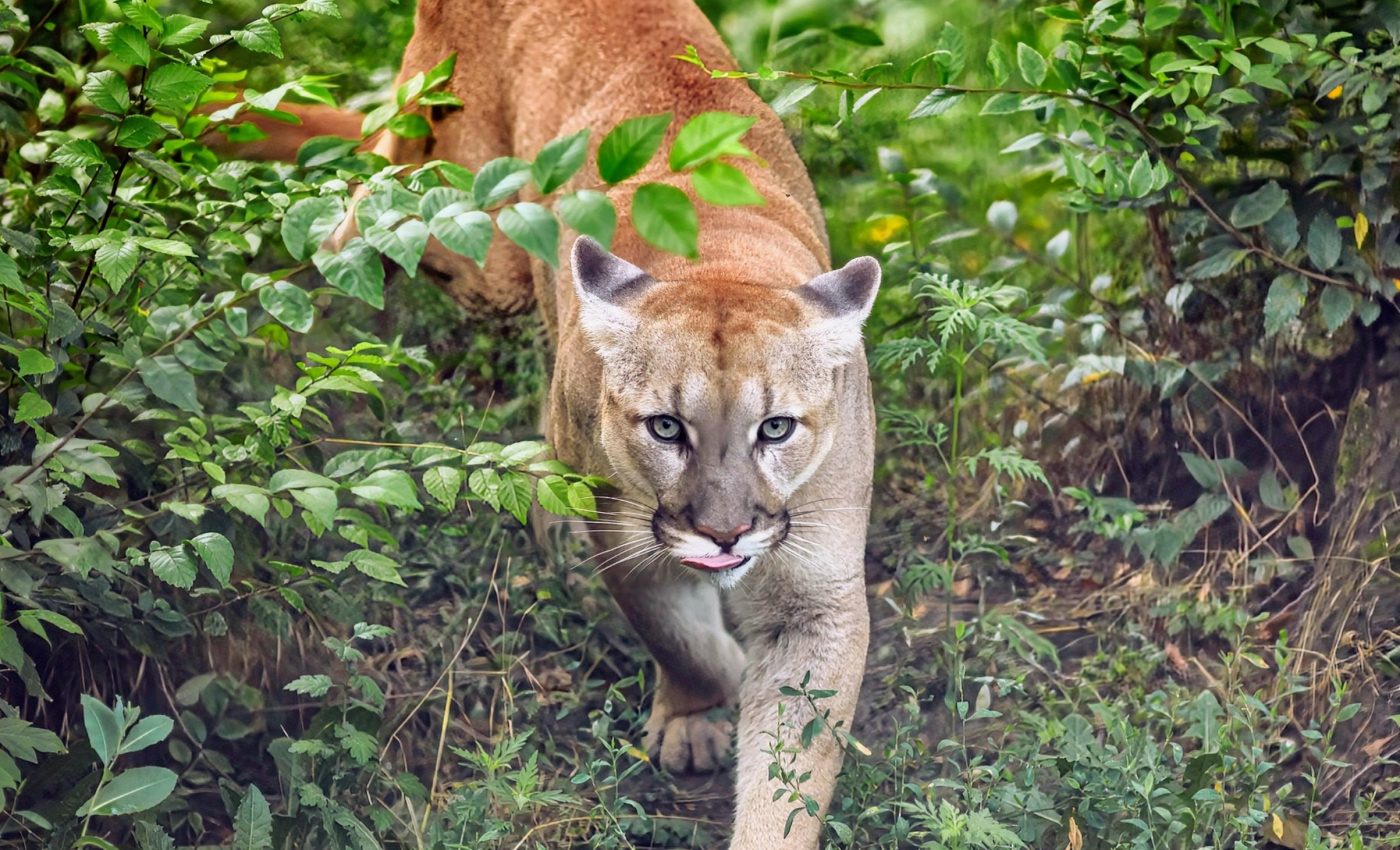 Mountain lions cleverly change their habits to avoid humans