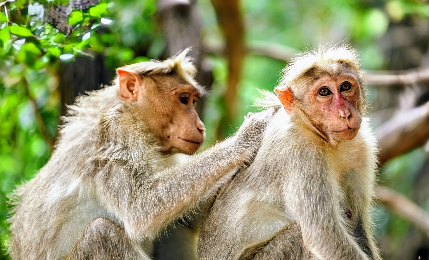 Social bonds drive learning in monkeys and humans alike