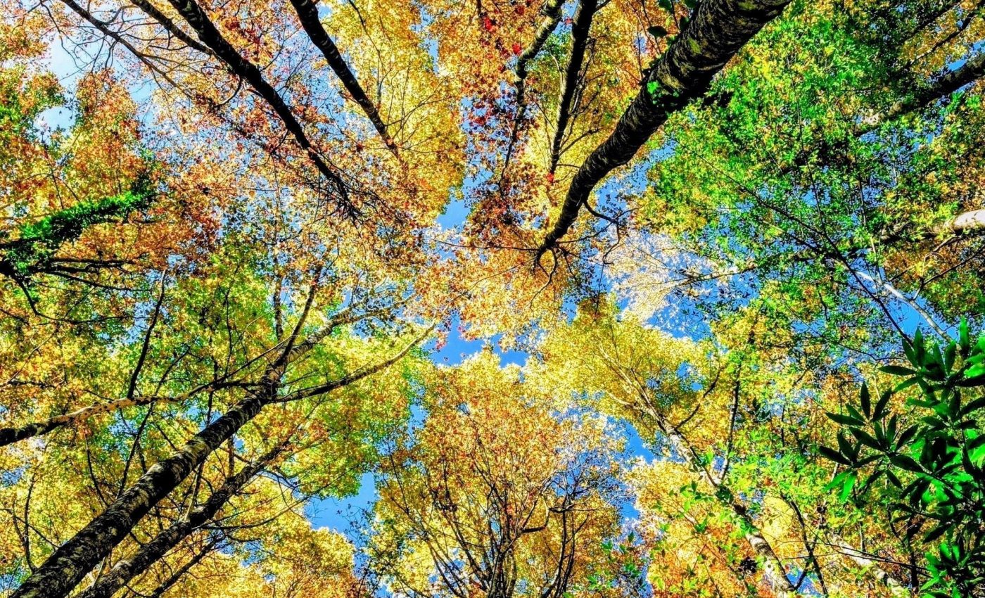 Most cities lack sufficient canopy cover, despite visible trees