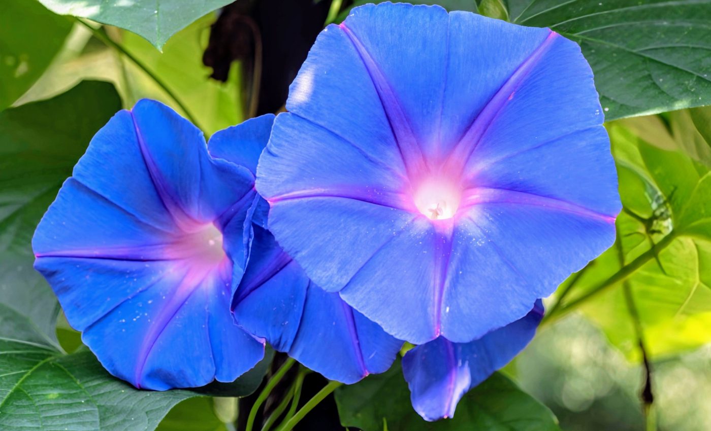 Herbicides disrupt the co-evolution of plants and insects