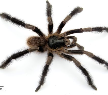 2024/11/Tarantula-Cuba.jpeg