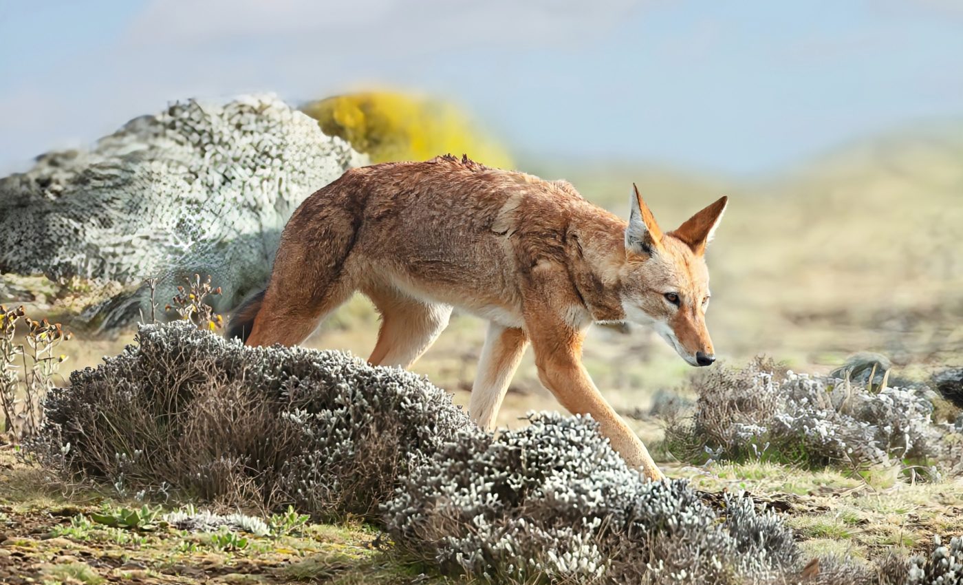 First wolf species discovered that eats fruit and pollinates flowers