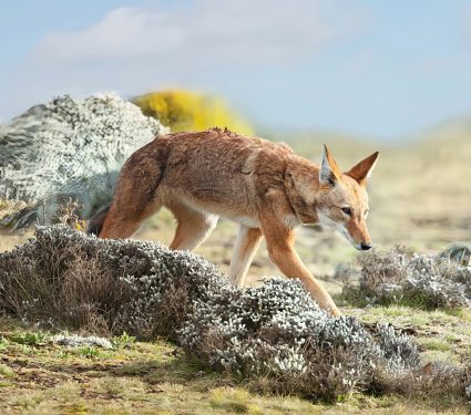 2024/11/Ethiopian-wolves.jpg