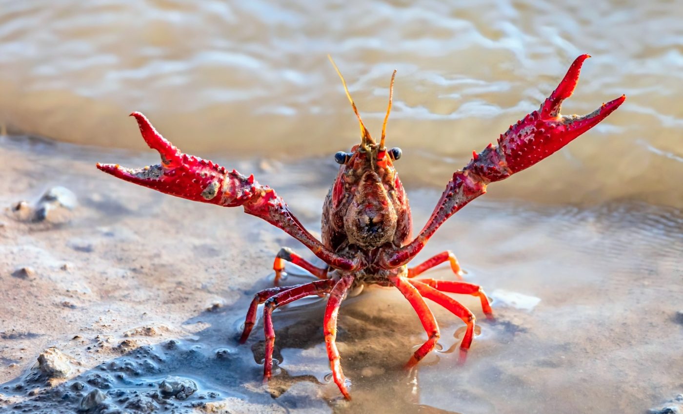 Global crayfish atlas offers new tools for conservation 