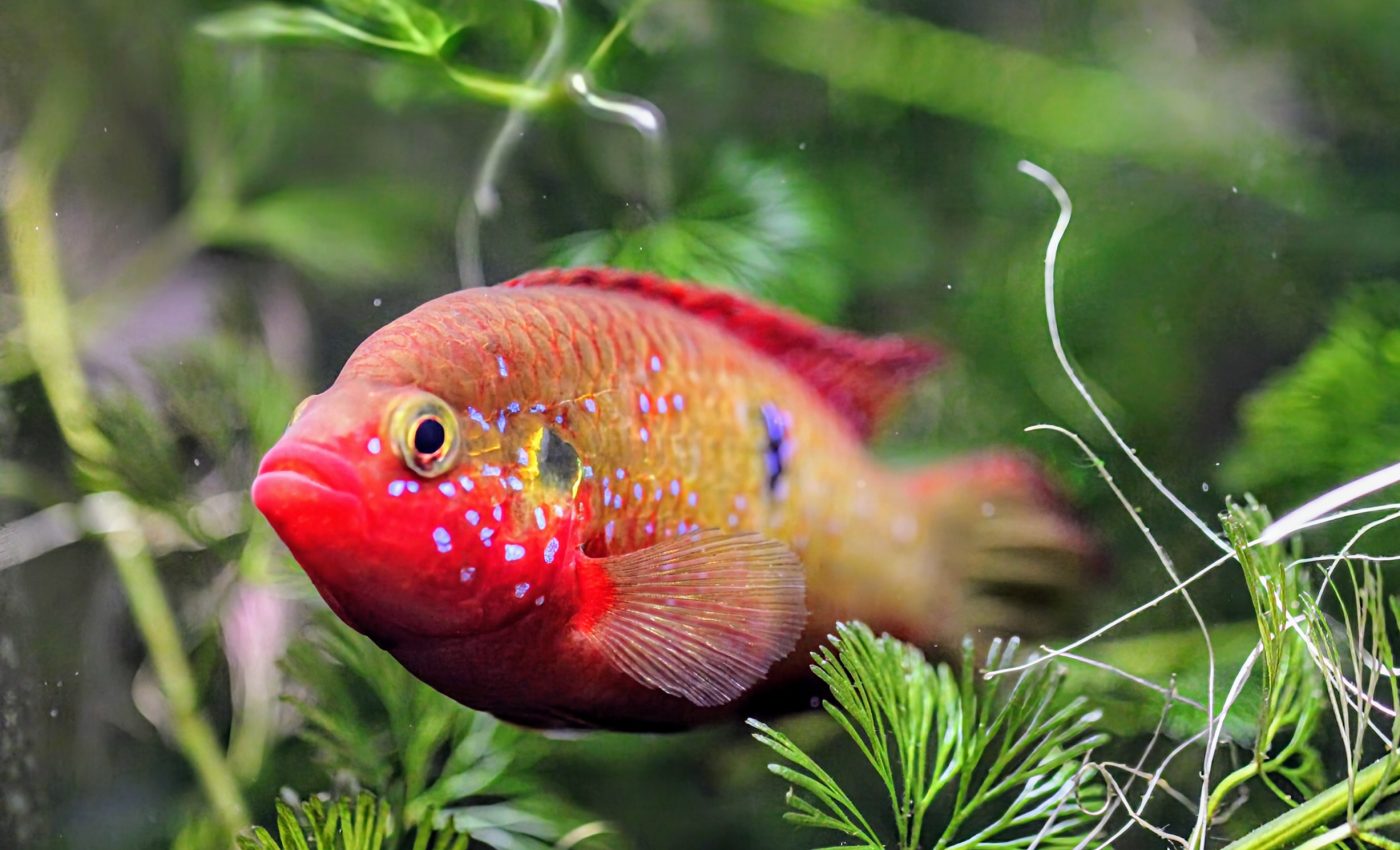 Social stress harms the brains of low-status fish