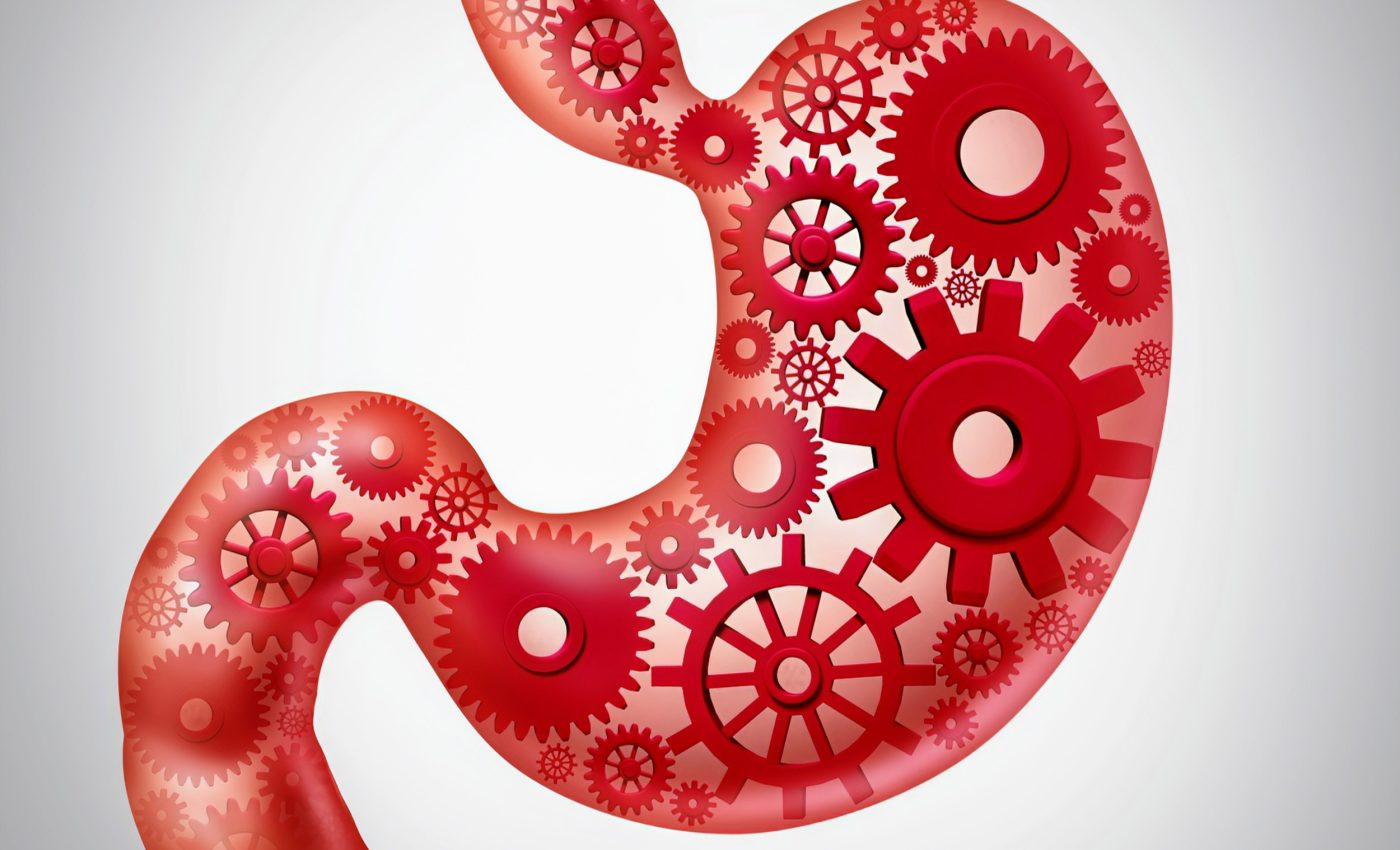 Human metabolism has evolved to become 'energetically unique'