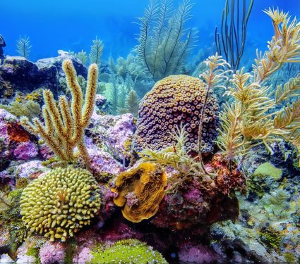 2024/11/Climate-change-corals.jpg