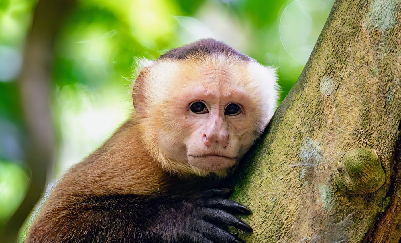 Rising temperatures impact the immune system of wild monkeys