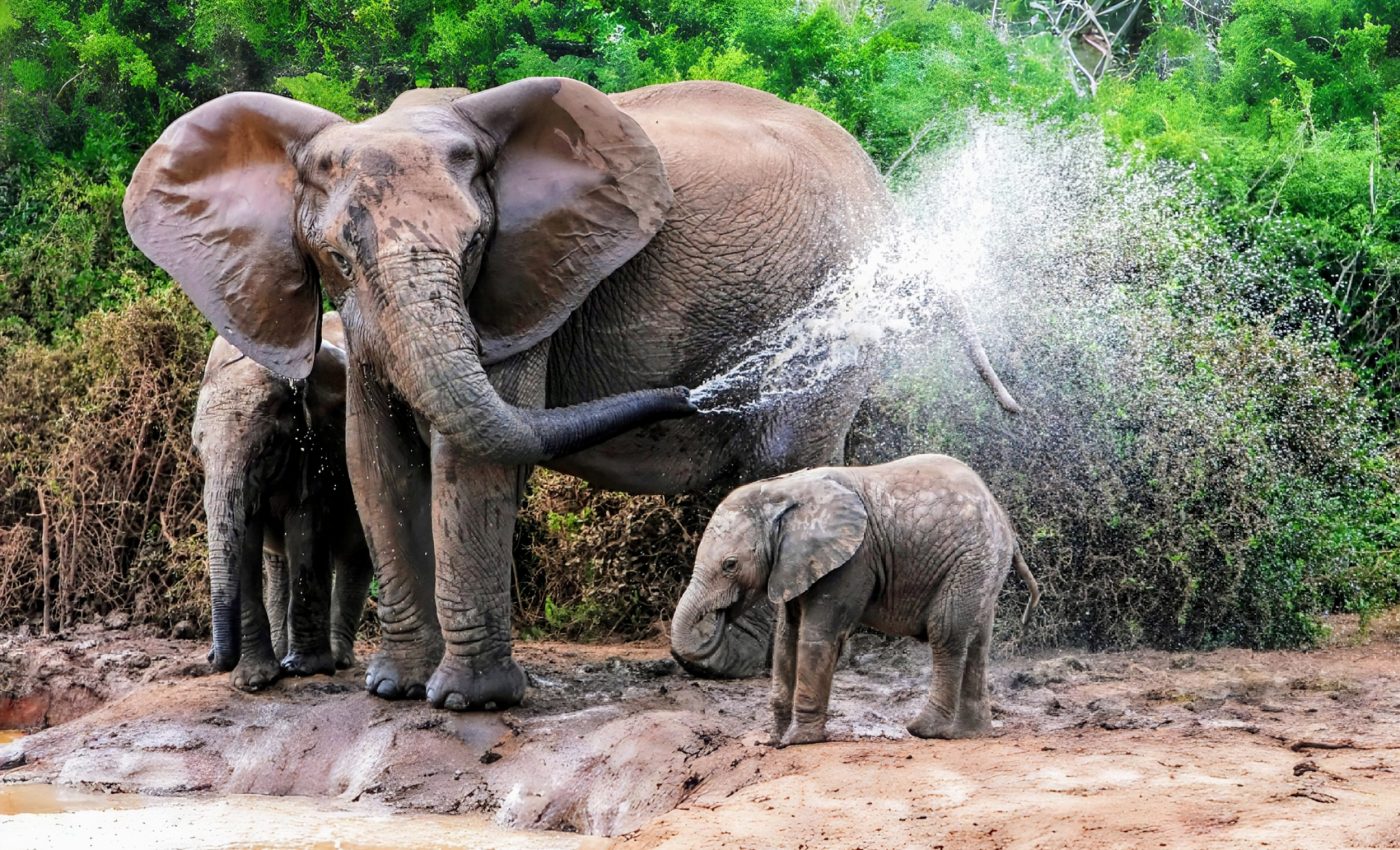 Poisoning deaths of 350 elephants linked to climate change