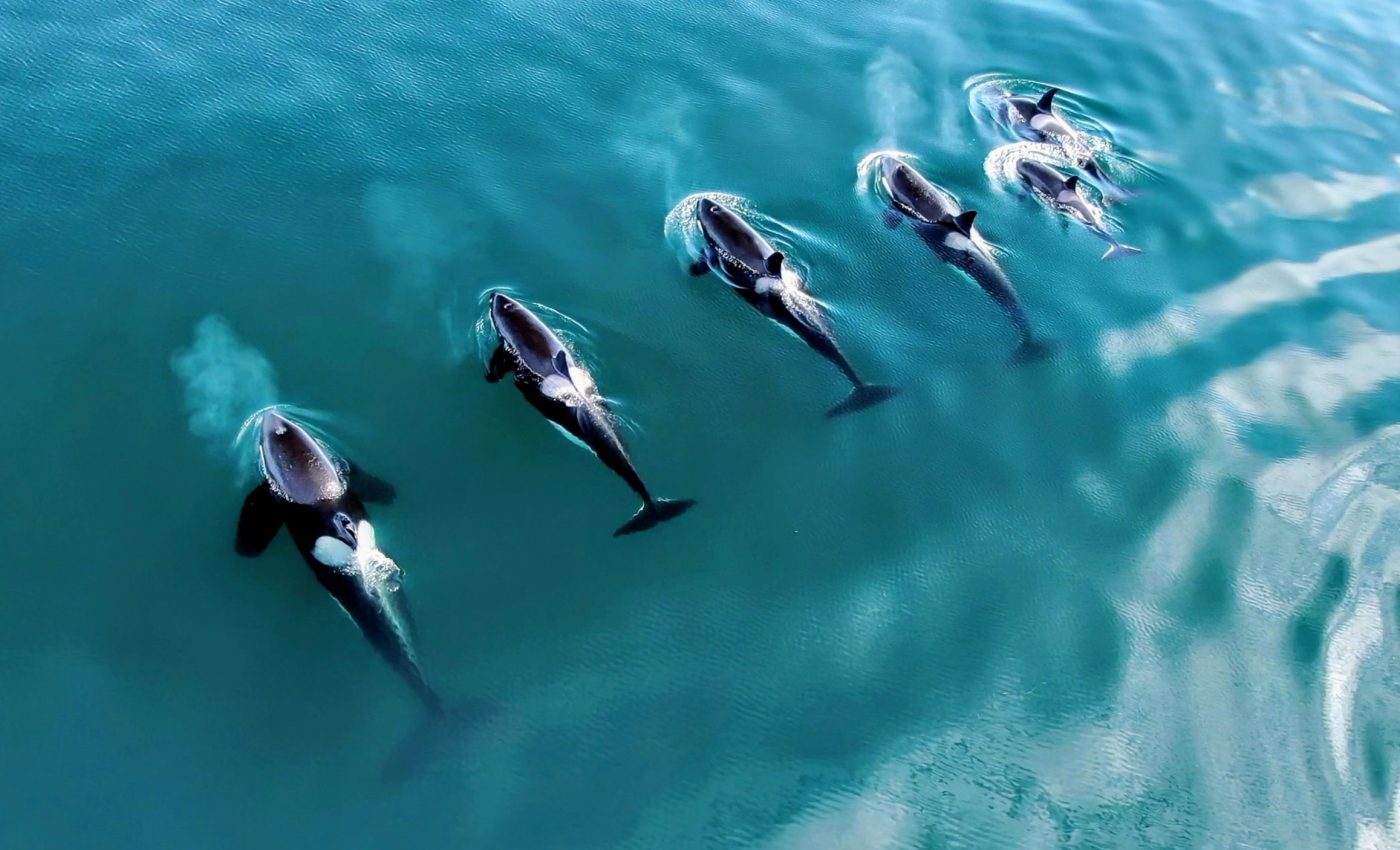 Orcas attack whale sharks' pelvis to make them easier to catch