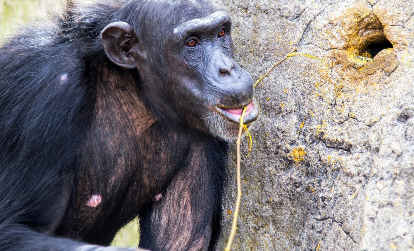 Chimpanzees pass tool-use skills across generations