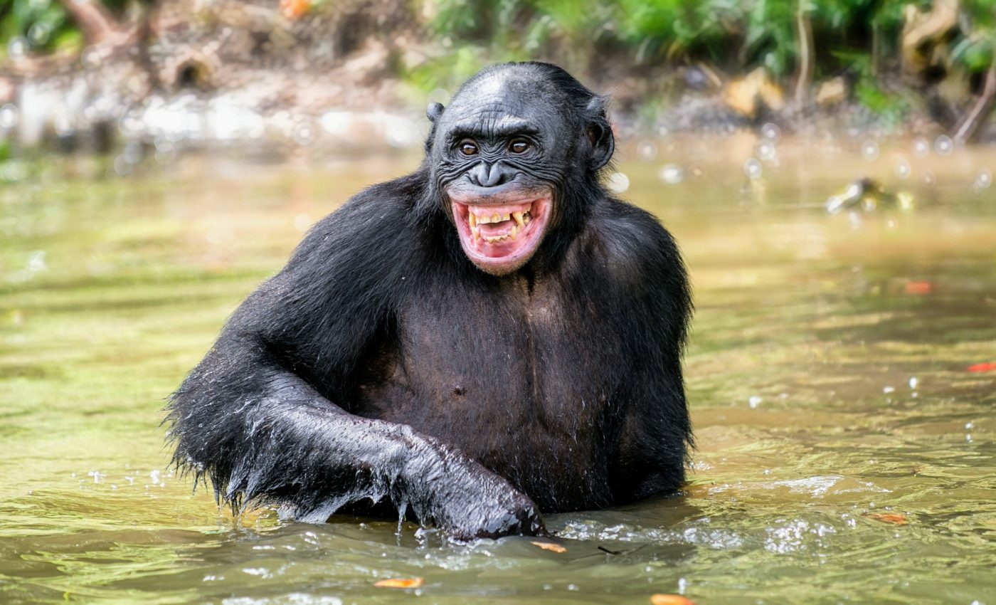 Bonobos are thriving in Salonga National Park