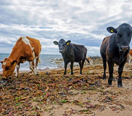2024/12/Seaweed-cattle-methane.jpg