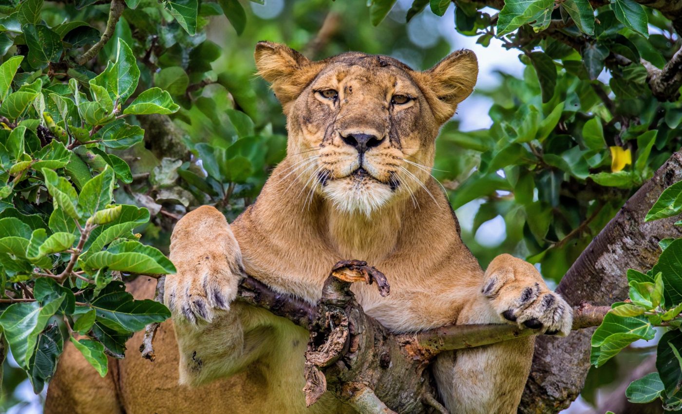 Lion numbers have reached a critical low in Uganda