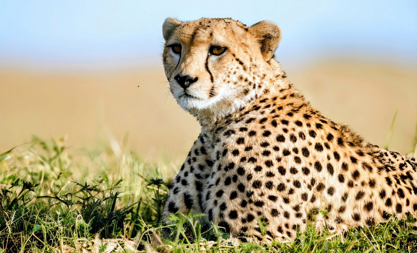 International Cheetah Day 2024: Racing against extinction 