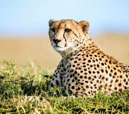 2024/12/International-Cheetah-Day.jpg