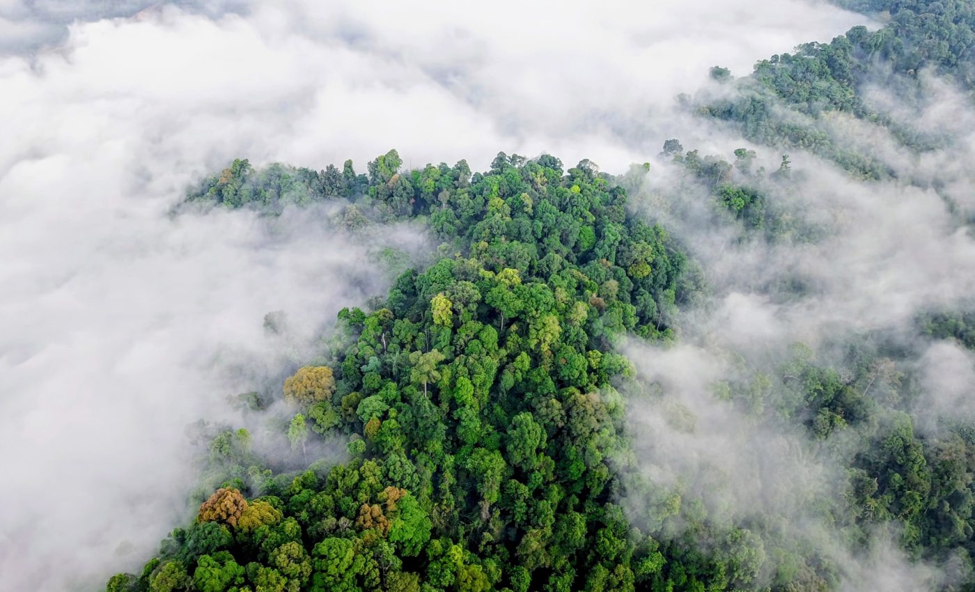 Rainforest emissions shape the climate and cloud formation