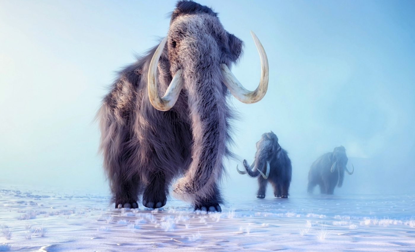 Mammoths fed and clothed early Americans, resulting in their extinction
