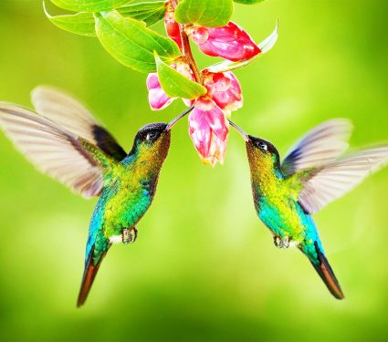 2024/12/hummingbirds_bills_feeding_flower_1m.jpg