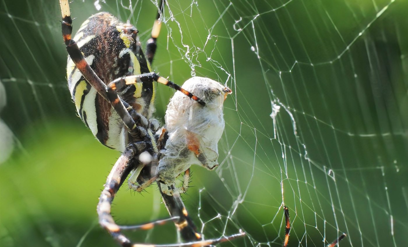 Slingshot spiders listen for the right moment to launch their webs