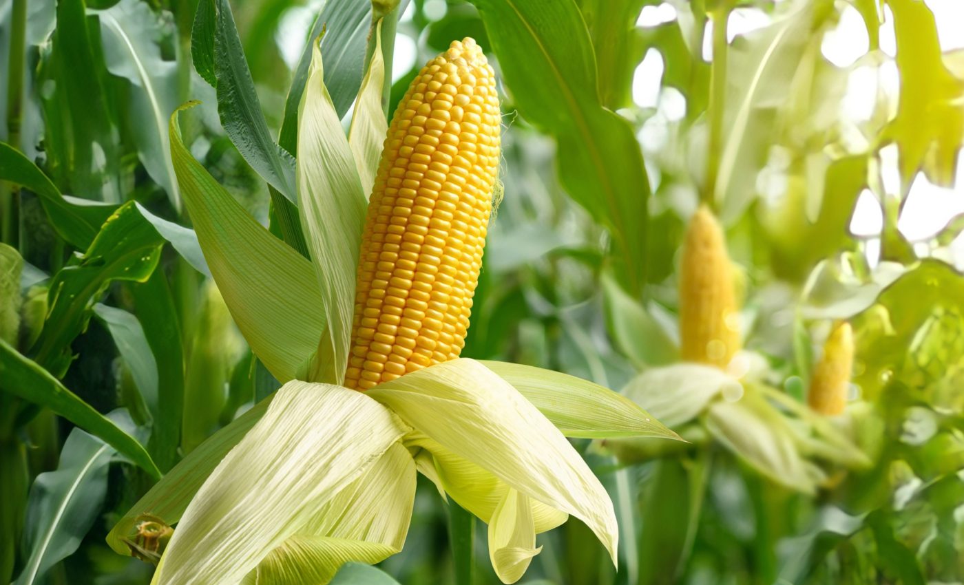 Maize samples found in Brazil may rewrite the crop's history
