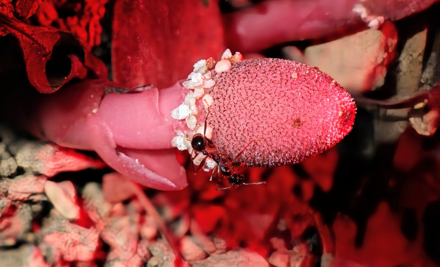 Parasitic plant has some unlikely allies for pollination and seed dispersal