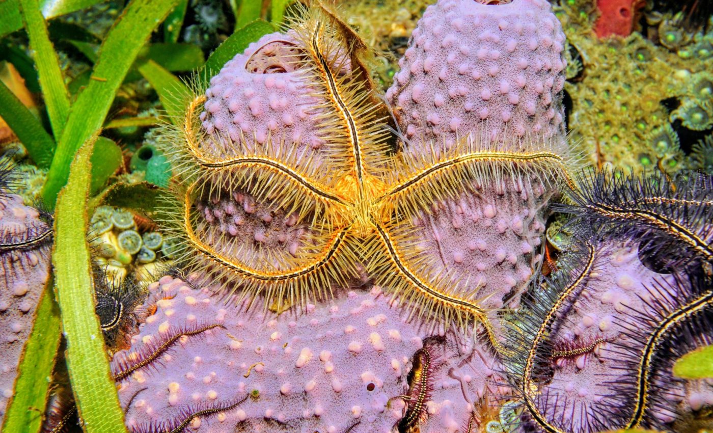 Secrets of brittle star tissue could transform regenerative medicine