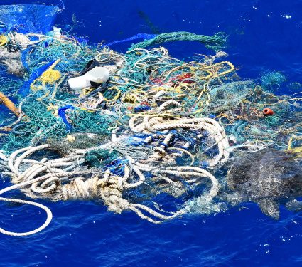 Floating,Ocean,Plastic,With,Sea,Turtle,Entangled,Within,It.