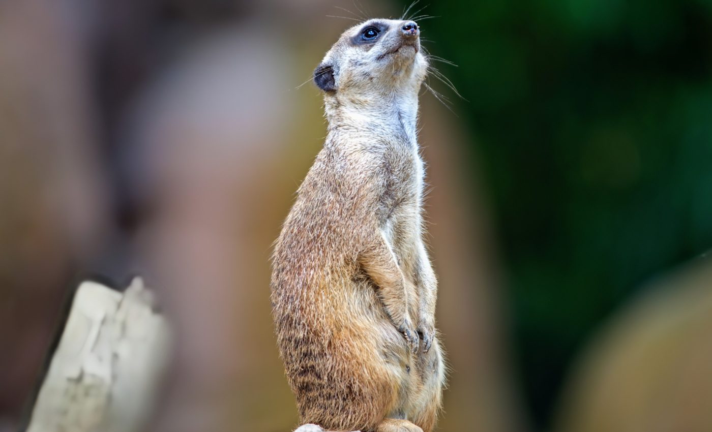Meerkat queens have high testosterone, and their pups pay a price