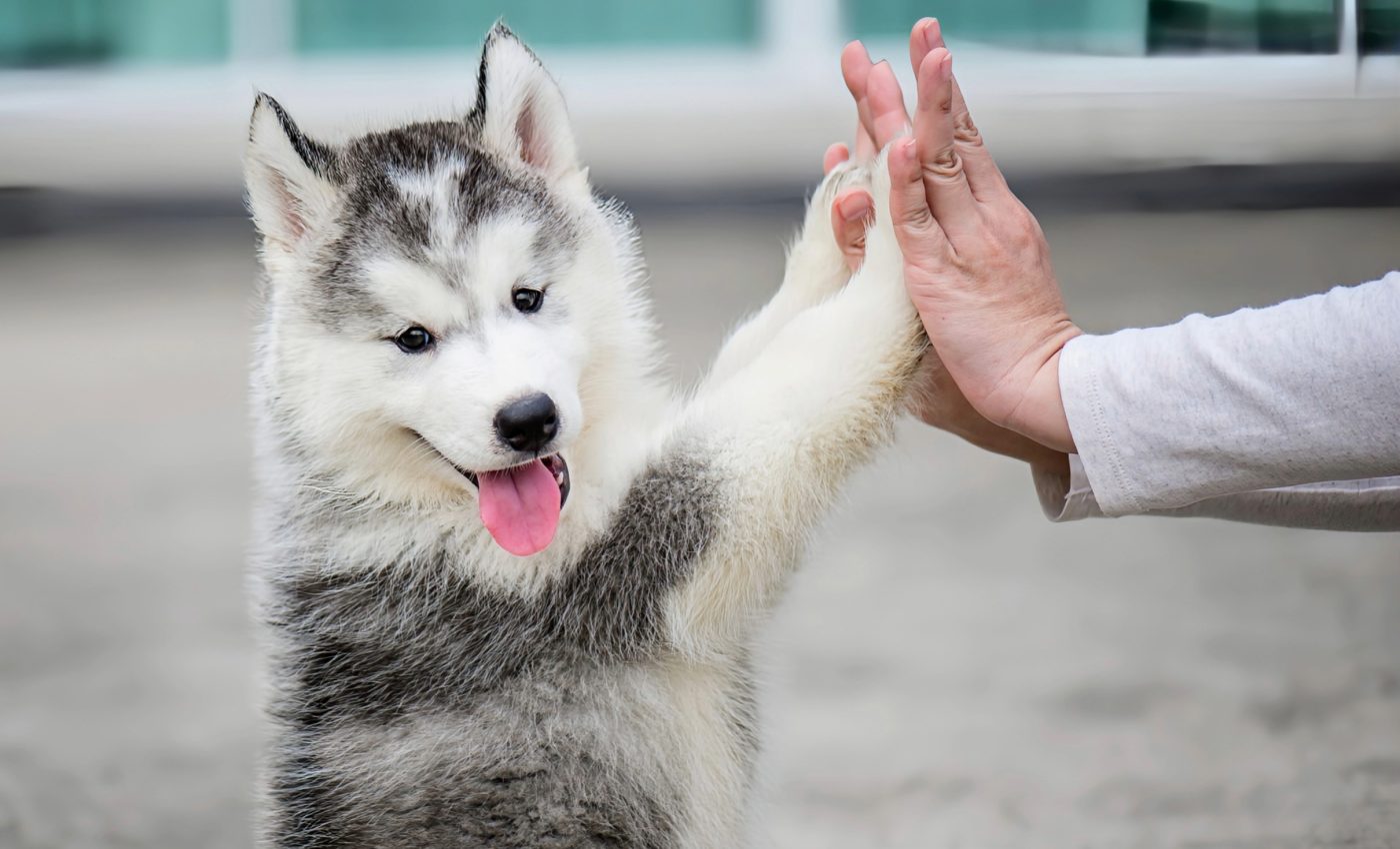 Dogs can use soundboards to express their needs