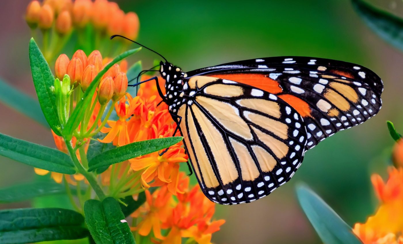 Monarch butterflies may be added to the endangered species list