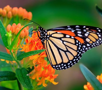 2024/12/Butterflies-monarch.jpg