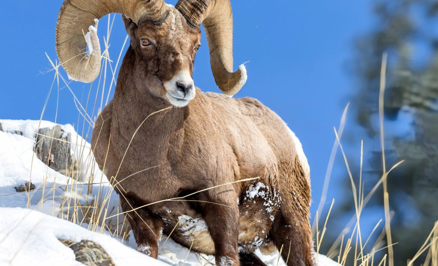 Bighorn sheep face increasing avalanche dangers as the climate warms