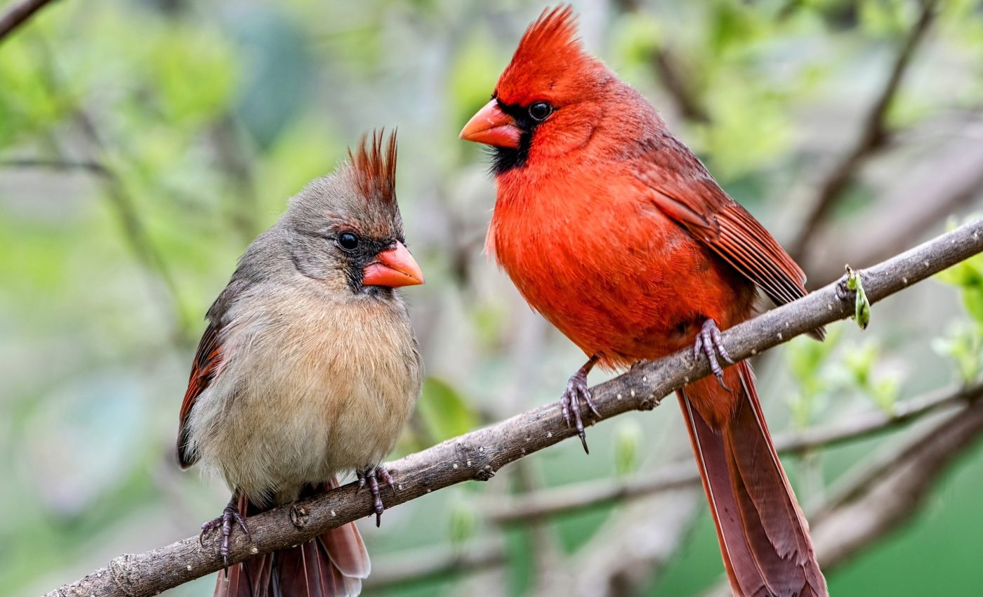 Birds reveal a link between gut microbiome and fitness