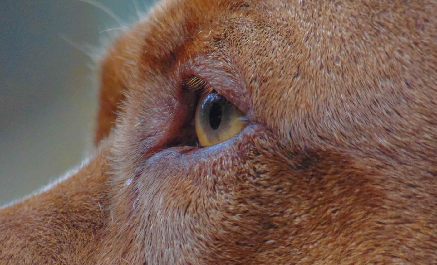 How dogs say goodbye before they die -- these signs will tell you if your friend is leaving soon