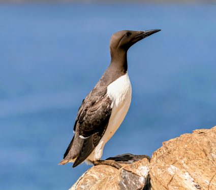 2024/12/Murres-heat-wave.jpg