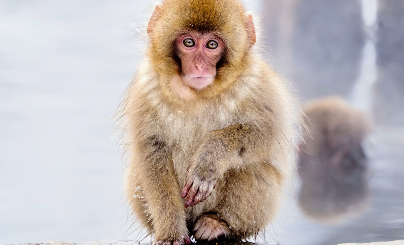 Animals care more about unmet expectations than fairness