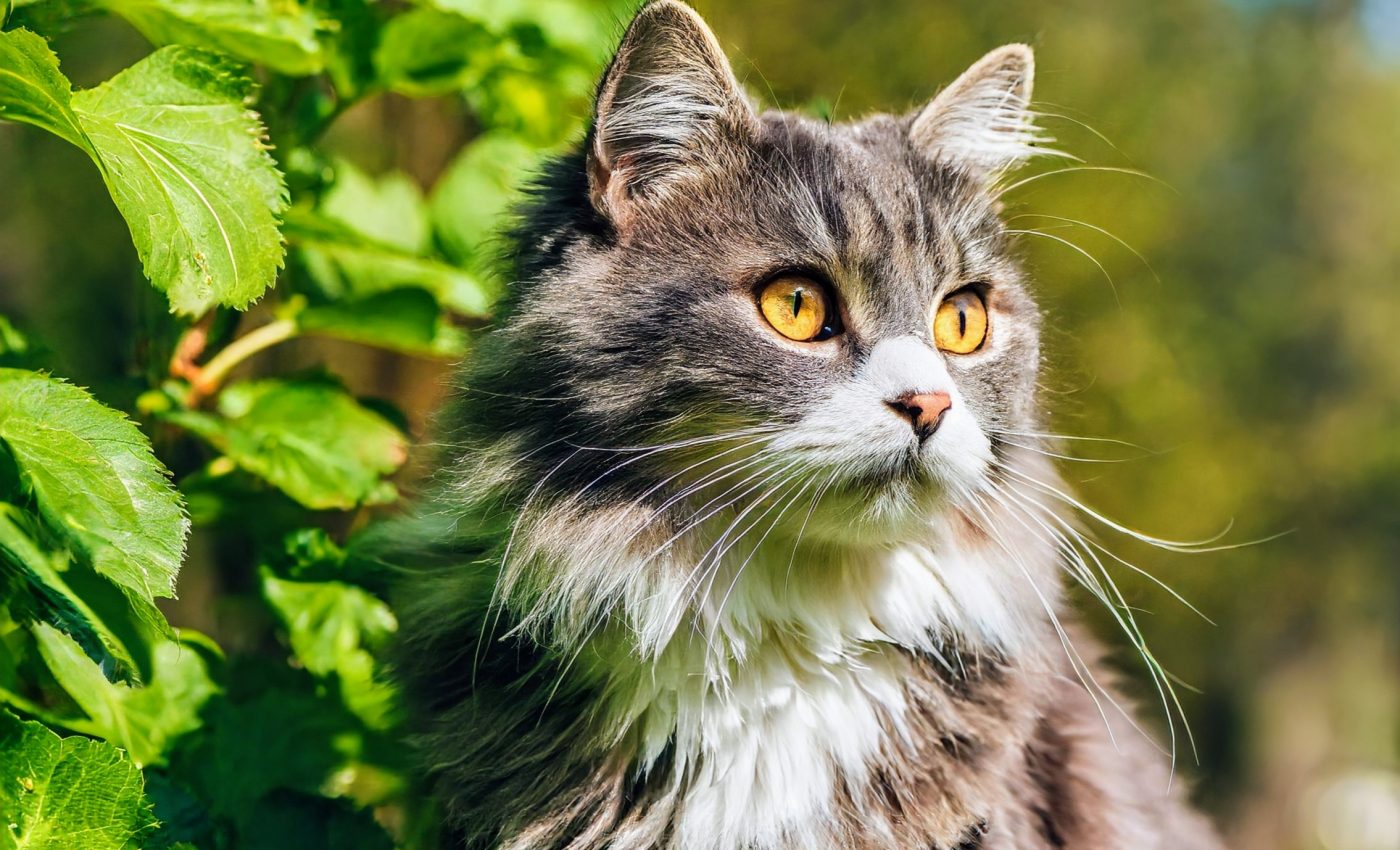 Bird flu outbreak in domestic cats raises new concerns