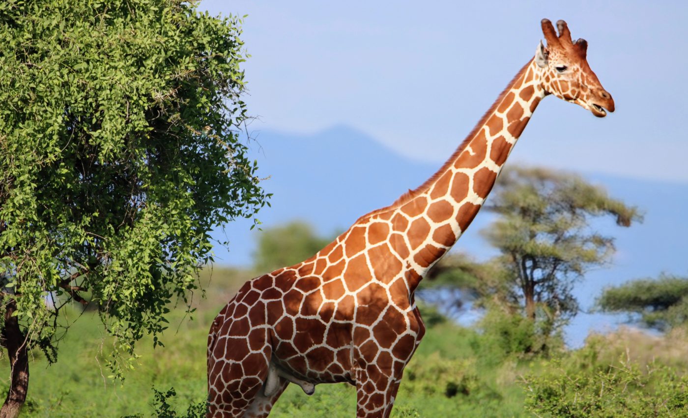 Giraffes hate slopes, and it’s threatening their survival