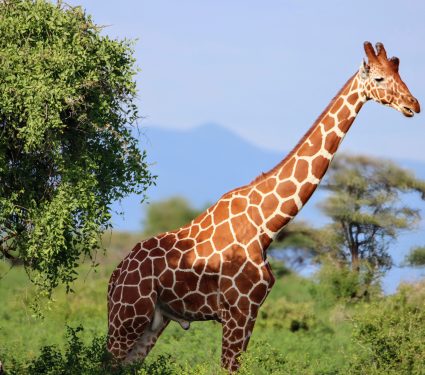 2024/12/Giraffe-slopes.jpg