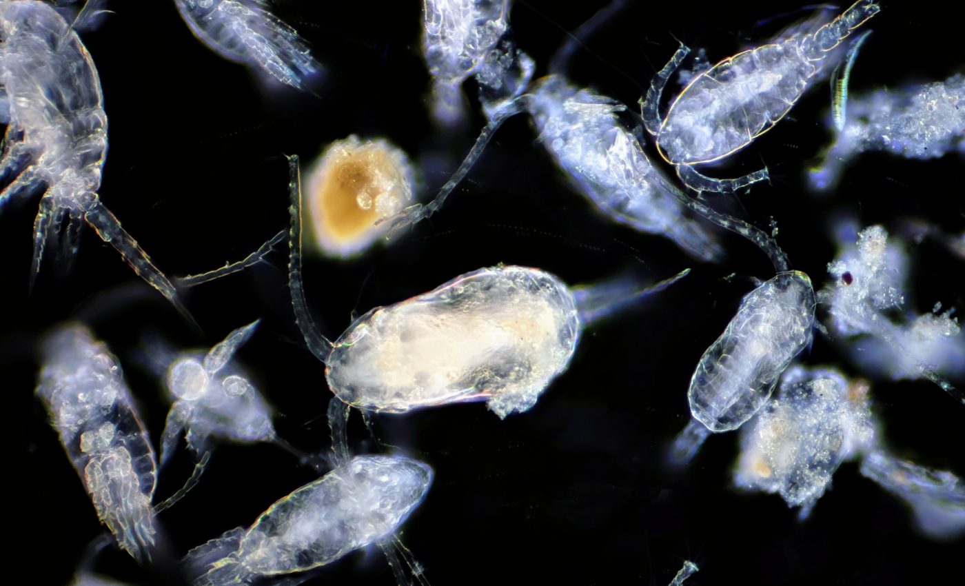 Zooplankton poop can be used to store carbon in the deep ocean