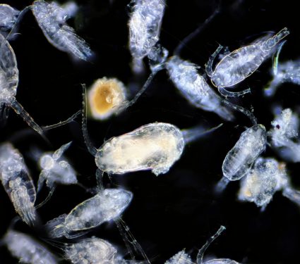 2024/12/Zooplankton-carbon.jpg