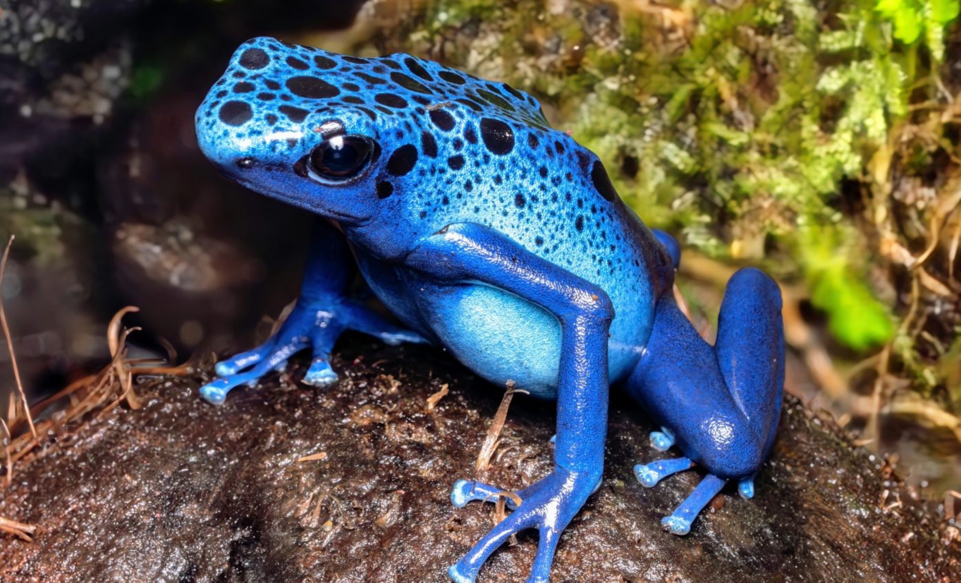 Biodiversity loss linked to agricultural trade is alarmingly high