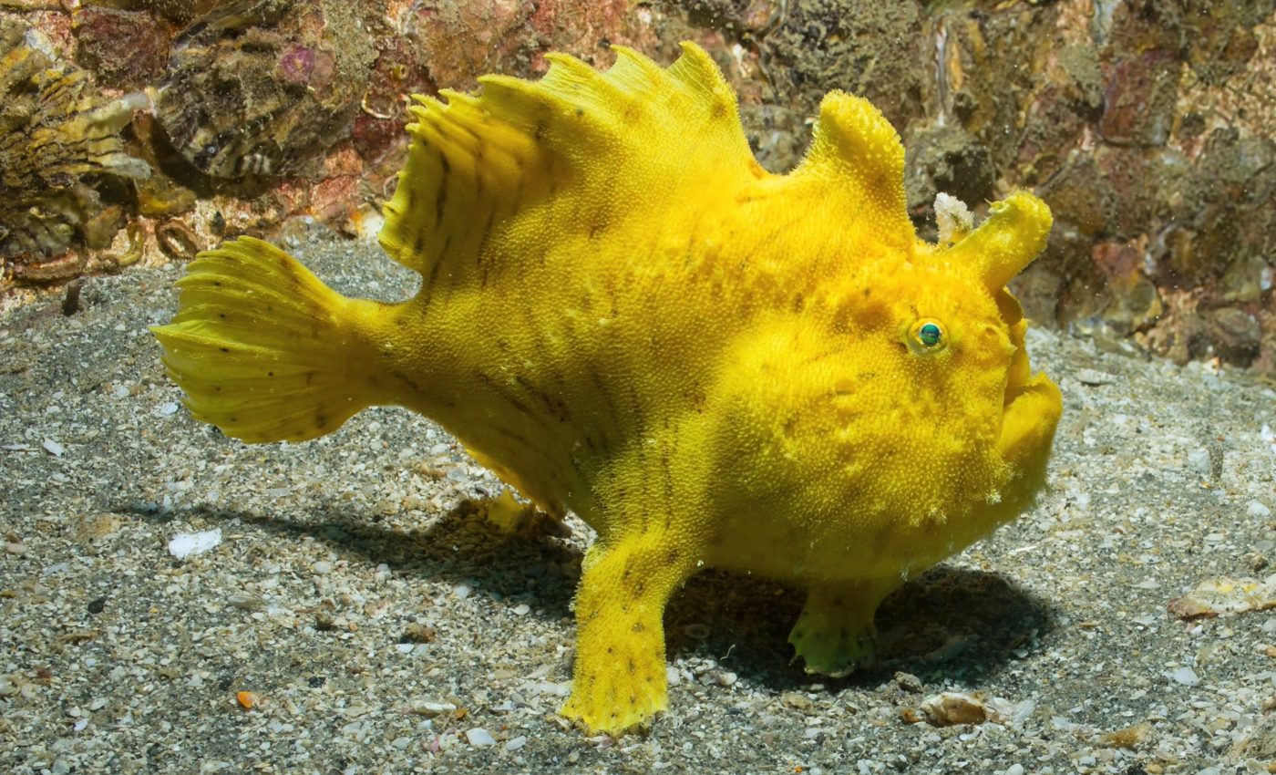 Frogfish lure their prey with a built-in fishing rod and bait
